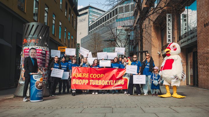 Illustrasjonsbilde. Anima og dyrevenner som protesterer mot Coops turbokylling salg.