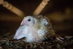 Bilde av en Ross 308 kylling i en kyllinghall.