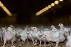 Flere Ross 308 kyllinger i en opplyst fjøs.