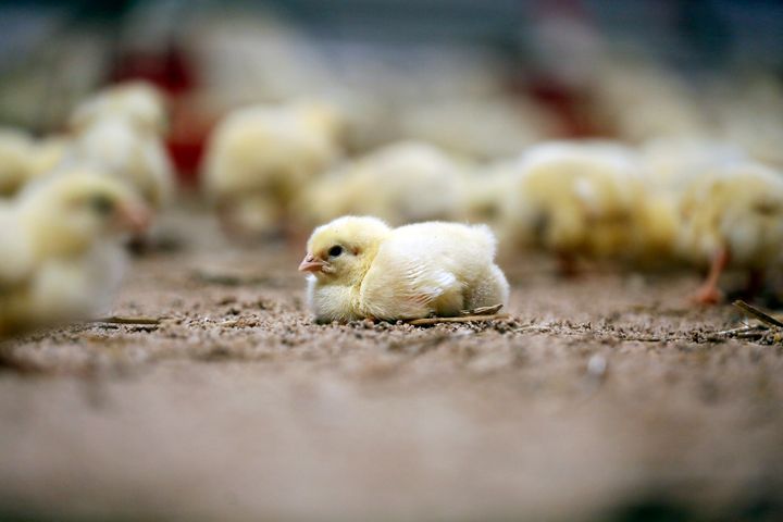 Et lite kylling på bakken blant flere kyllinger i bakgrunnen.