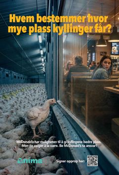 En kyllingproduksjonsanlegg til venstre og en kafé med mennesker til høyre. Tekst spør "Hvem bestemmer hvor mye plass kyllinger får?"