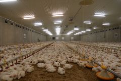 Mange hvite kyllinger av typen Ross 308 på en norsk farm, i en stor innendørs fjørfehall.