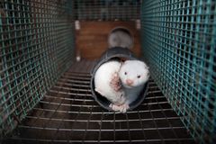 Hvit mink i et rør inne i en trådnettingbur på en pelsfarm.