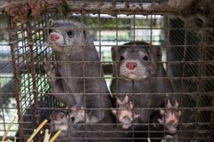 To mink kikker ut gjennom netting i en rusten trådbur på en pelsfarm, med potene mot gitteret.