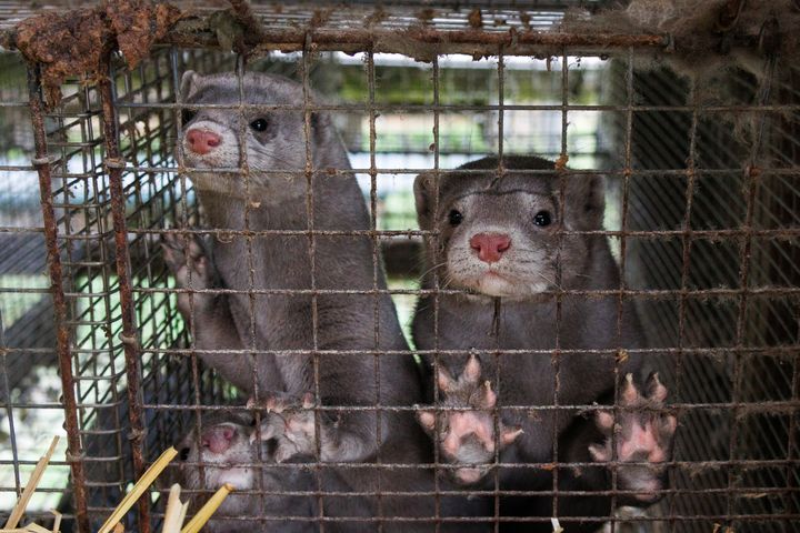 To mink kikker ut gjennom netting i en rusten trådbur på en pelsfarm, med potene mot gitteret.