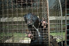 Mink i trådnettingbur på pelsfarm, dyret presser potene mot nettinggitteret.