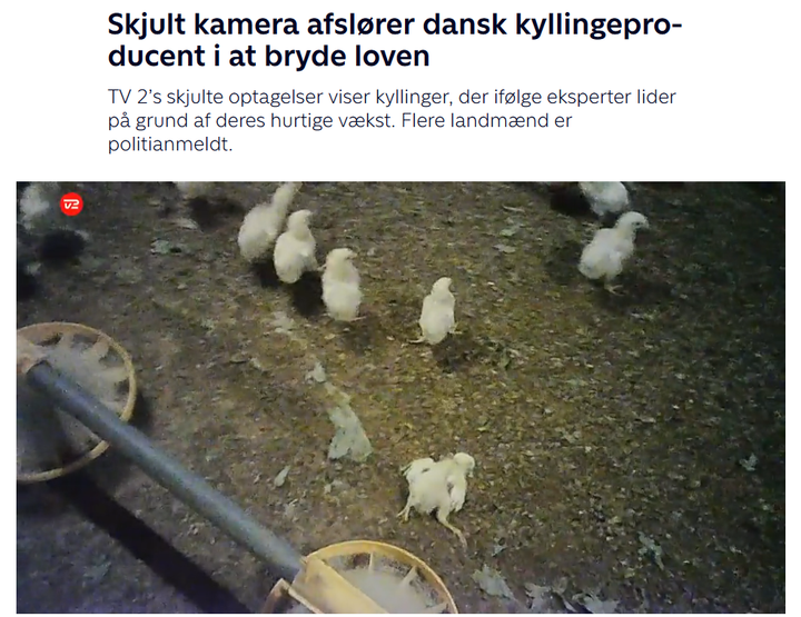 Skjermbilde av artikkel: Skjult kamera-opptak viser kyllinger som går rundt på et jordgulv i en kyllingprodusents fjøs, med rødt TV 2-logo øverst til venstre i bildet.