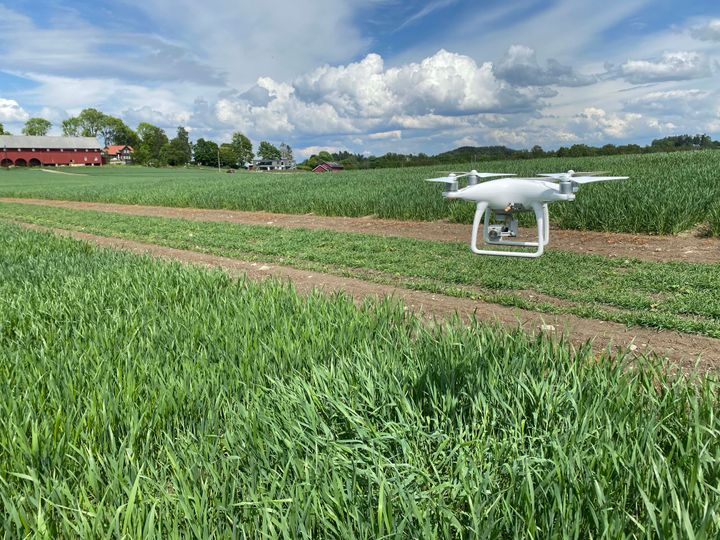 Drone svever lavt over førsøksfelt med korm på Vollebekk NMBU