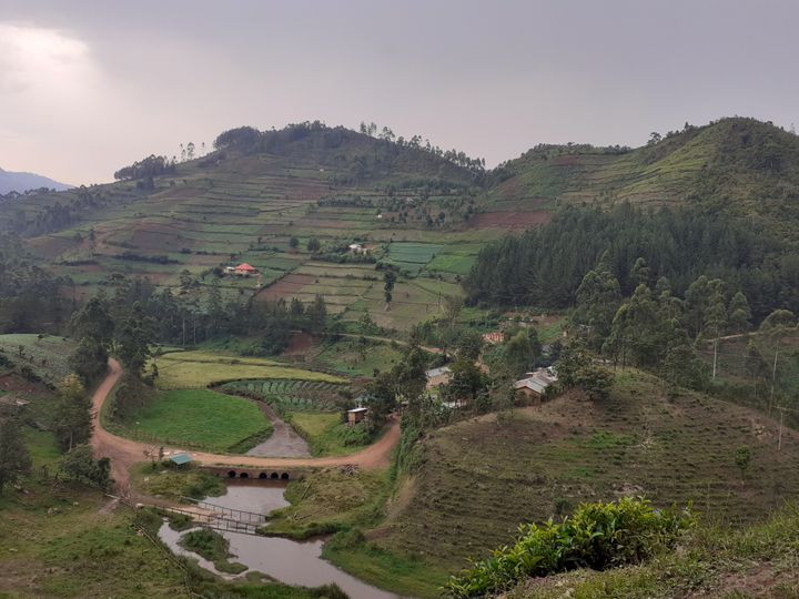 Små te- og treplantasjer brukes for å diversifisere levebrødet i Kigezi-høylandet i Uganda.