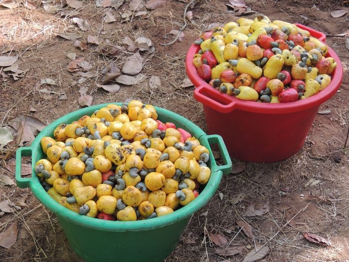 Nylig høstede cashewfrukter i Guinea-Bissau. Økt interesse for plantebasert kosthold og bruk av cashewnøtter som alternativ til meieriprodukter har ført til kraftig vekst i etterspørselen.