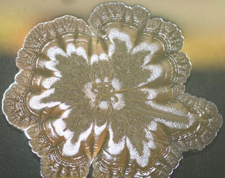 Biofilm med Salmonella-bakterier.