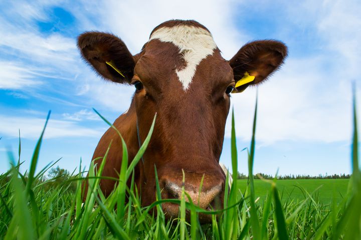 Illustrasjonsbilde av norsk rødt fe som er den dominerende melkekurasen som finnes i Norge.