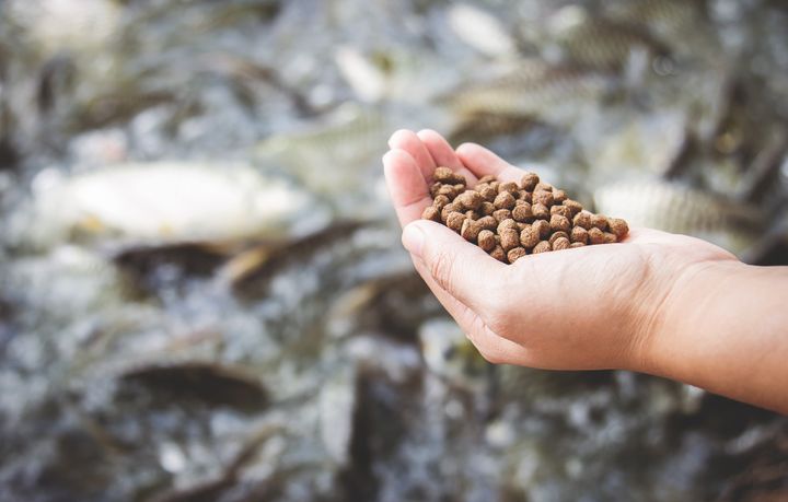 Riktige fôrdietter i landbasert oppdrett kan øke fiskens evne til å ta opp fosfor og redusere fosfortapet med opptil 90 prosent.