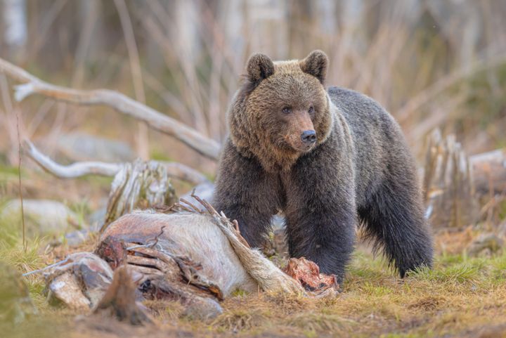 Brunbjørn ved kadaver i skog.