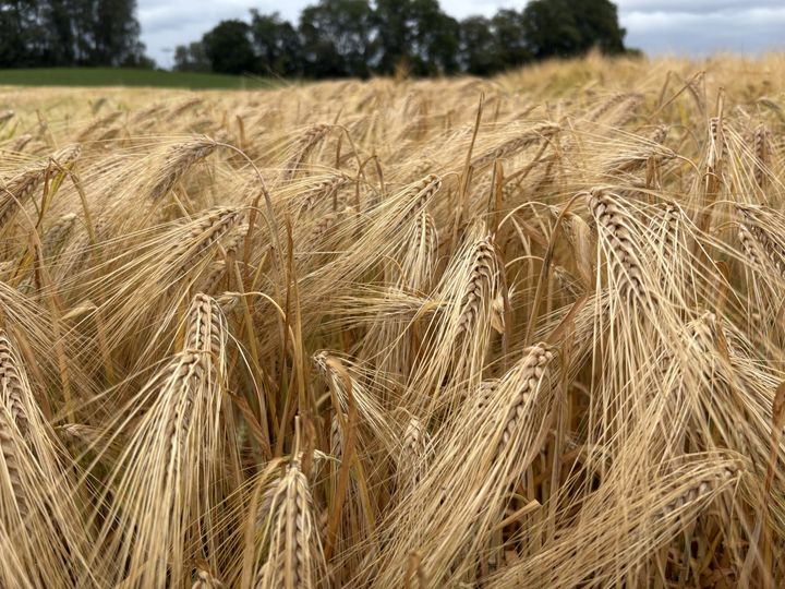 Nærbilde av en byggåker
