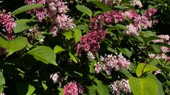 Syrin i full blomst: Den mest vanlige arten, Syringa vulgaris, er vurdert til å utgjøre svært høy risiko for nosk natur, som er den alvorligste kategorien på Fremmedartslista. Syrinen sprer seg raskt, både med frø og rotskudd.