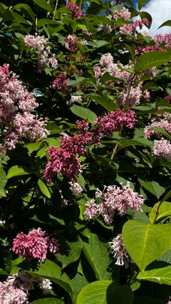 Syrin i full blomst: Den mest vanlige arten, Syringa vulgaris, er vurdert til å utgjøre svært høy risiko for nosk natur, som er den alvorligste kategorien på Fremmedartslista. Syrinen sprer seg raskt, både med frø og rotskudd.
