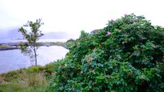 Rynkerose i spredning langs bilvei. Rynkerosen er hardfør med et stort invasjonspotensial, og har en maksscore på ekspansjonshastighet. Svært høy risiko for norsk natur.