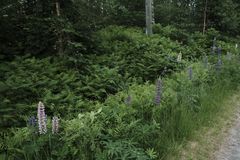 Lupin i veikanten: Vakker å se på, men en trussel mot norske arter. Lupinen endrer jordsmonnet der den etablerer seg, via bakterieknollene den har i røttene. Svært høy risiko for norsk natur.