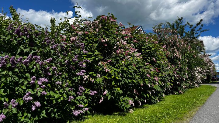 Syrin i full blomst: Den mest vanlige arten, Syringa vulgaris, er vurdert til å utgjøre svært høy risiko for nosk natur, som er den alvorligste kategorien på Fremmedartslista. Syrinen sprer seg raskt, både med frø og rotskudd.