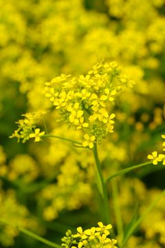 Russekål på et restaureringsområde med flere truede arter og naturtyper ved Fornebu. Den kan ha stor frøproduksjon, og frøene kan beholde spireevnen i mer enn tre år. Svært høy risiko for norsk natur.