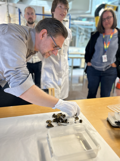 Professor Sigmund Oehrl ved Arkeologisk museum, Universitetet i Stavanger ser på gullfunnet idet det ble levert på museet.
