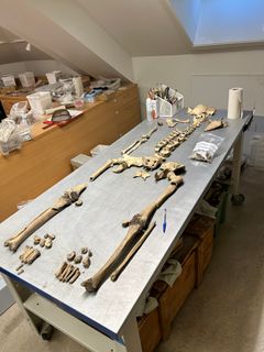 5 b. Skjelettet til en kvinne fra middelalder i Stavanger. Hun hadde trolig et hardt liv (høydebilde)