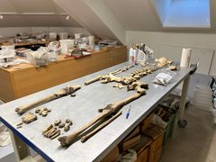 5 b. Skjelettet til en kvinne fra middelalder i Stavanger. Hun hadde trolig et hardt liv (breddebilde)