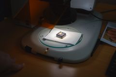 Gullgubben under mikroskopet.