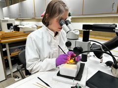 Forsker og konservator Hege Hollund ved Arkeologisk museum, Universitetet i Stavanger, renser gullfunnet.