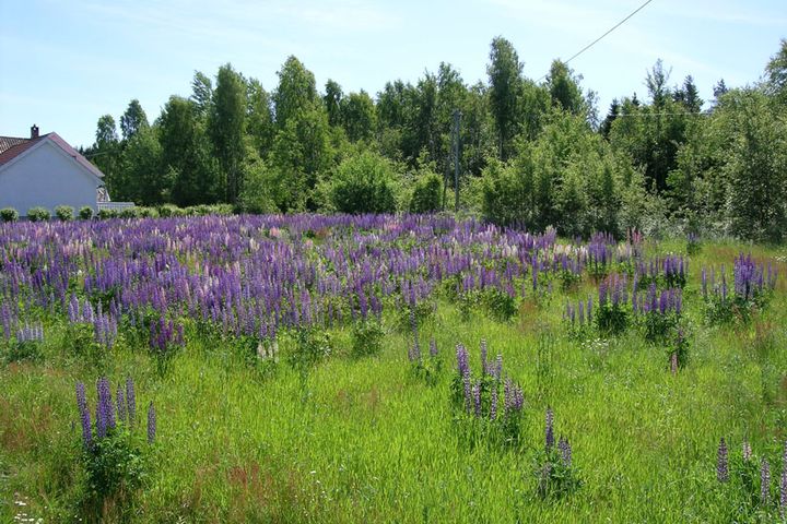 Restaurerbar natur er arealer som kan få en bedre økologisk tilstand hvis vi gjør restaureringtiltak. Som for eksempel enga på bildet, som domineres av den fremmede arten hagelupin.