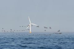 Ringgås er en av fugleartene med tilknytning til saltvann som kan bli påvirket av vindturbiner til havs. Foto: Oskar Bjørnstad