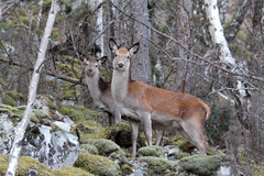 Jegerne endret ikke jaktinnsatsen i vesentlig grad som følge av kvotefri jakt på hjortekalver, viser ny rapport. Foto: Rein-Arne Golf, Statens naturoppsyn