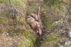 Elgkalven ble funnet med bittmerker fra bjørn på hodet og nakken. Over halvparten av kalven var spist opp.