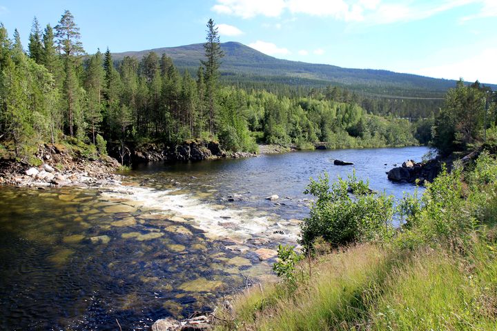 Forskerne har blant annet tatt miljøDNA-prøver fra elva Nea i Trøndelag, der forskningssenteret HydroCen har en stor case-studie på miljødesign.