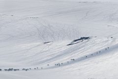 Vis hensyn til villreinen i fjellet i påska. Foto: Olav Strand, NINA