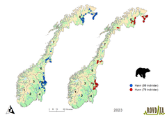 Kartet viser de 178 ulike brunbjørnene som er påvist å ha vært innom landegrensen til Norge i 2023. Hvert individ vises som det geografiske midtpunktet til DNA-prøver fra individet.