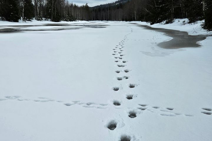 På sporet av revirmarkerende ulvepar i Våler kommune.