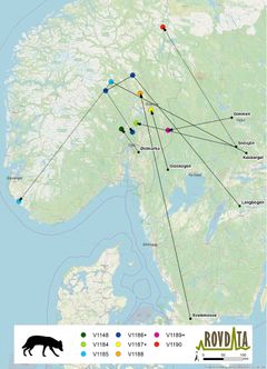 Kartet viser de åtte ulvene som er registrert fra DNA på vandring i Norge i sommer. Alle bortsett fra én kom fra svenske ulverevir.