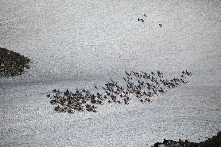 Flokkene med villrein blir fotografert fra lufta, for å telle antall kalver per simler og ungdyr. I år var resultatet nedslående som her i Snøhetta vest. Foto: Roy Andersen, Norsk villreinsenter.