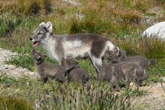 Fire fjellrevvalper er døde som følge av smittsom leverbetennelse ved avlsstasjonen i Oppdal. Fagfolkene har nå god oversikt over situasjonen. Foto: Craig Jackson, NINA