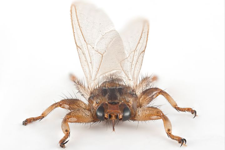 Denne hjortelusflua ble funnet i Orkland kommune i Trøndelag i slutten av september. Den blodsugende parasitten sprer seg stadig nordover. Foto: Arnstein Staverløkk, NINA