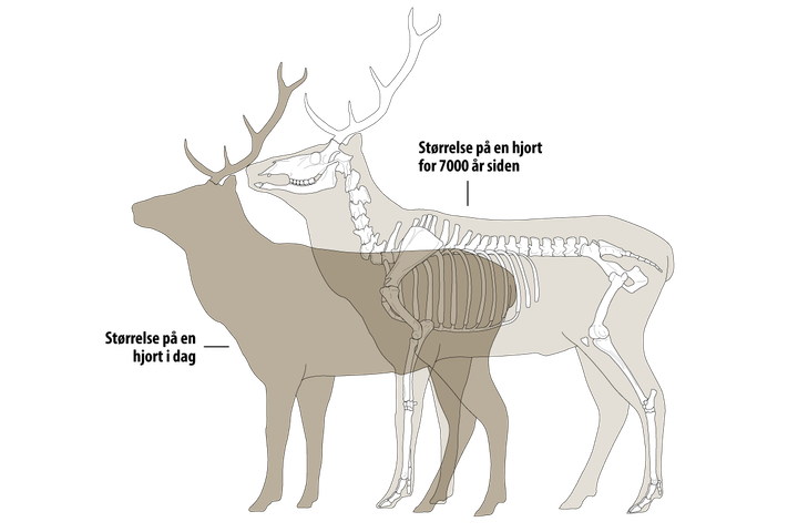 Omtrentlig størrelsesforskjell på en hjort som levde i mer uforstyrrede leveområder i Norge for omkring 7000 år siden sammenlignet med i dag. Forskjellene er basert på gjennomsnittsmålinger av enkelte vektbærende bein. Illustrasjon: Cédric Beauval og Michel Coutureau, ArcheoZoo.org / Eva Setsaas, NINA
