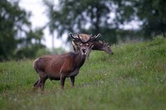 For rundt 7 000 år siden var ei lita hjortekolle på størrelse med en stor bukk i dag. Foto: Johan Trygve Solheim