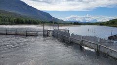 Pukkellaksfelle i Syltefjordelva.