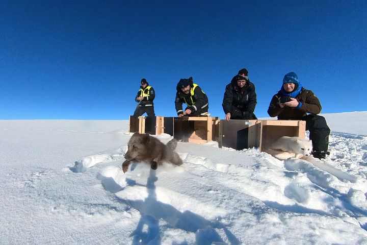 En blå og en hvit fjellrev fra avlsstasjonen i Oppdal kaster seg ut i sin nye tilværelse på Hardangervidda sist vinter. Denne vinteren skal 29 valper få et nytt hjem i det fri. I bakgrunnen fra v. Harald Normann Andersen og Olaf Bratland fra Statens naturoppsyn (SNO) og NINA-forskerne Kristine Ulvund og Craig Jackson. Foto: Avlsprogrammet / NINA