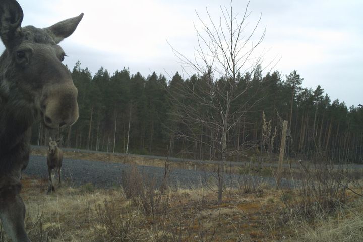 Elgen synes å foretrekke overganger framfor underganger når den skal krysse veien, viser ny rapport. Foto: Viltkamera.nina.no