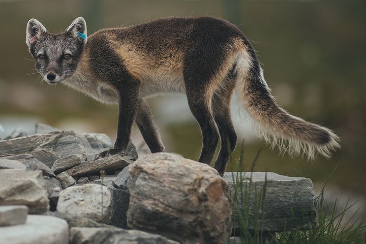 Det genetiske mangfoldet har økt i flere delbestander av fjellrev i Skandinavia.