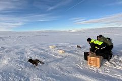 To hvite og to blå fjellrever er klar for sin nye tilværelse på Hardangervidda. Håpet er at de skal bidra til at den sterkt truete arten bli i stand til å stå på egne bein. Foto: Avlsprogrammet /NINA