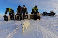 Denne hvite fjellreven tjuvstarter på de andre valpene som ble satt ut på Hardangervidda fra avlsstasjonen. I bakgrunnen fra v. Olaf Bratland fra Statens Naturoppsyn (SNO), NINA-forskerne Kristine Ulvund og Craig Jackson og Tore Larsson fra SNO. Foto: Avlsprogrammet / NINA